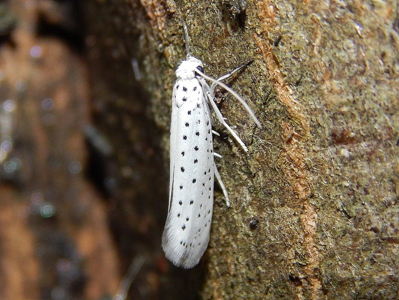 Yponomeuta cagnagella su Euonymus europaeus